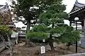 2代目義経鞍掛の松