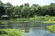 柿田川（柿田川公園）（2012年8月）