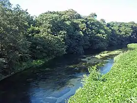支流の清流、柿田川