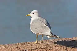 カモメ