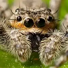 ハエトリグモ(鋏角類・クモガタ類)の単眼