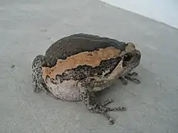 アジアジムグリガエル