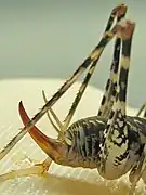 腹部(マダラカマドウマ)