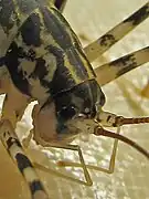 頭部(マダラカマドウマ)
