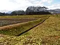 北城地区の水田に生じた地表変位を別アングルで