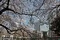 掃部山公園の桜。みなとみらい21方向を望む。