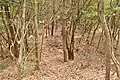 前方部から後円部を望む