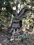 ひたちなか市金砂神社の5本の大ヒイラギのうち2本と案内板