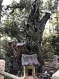 ひたちなか市金砂神社の5本の大ヒイラギのうち2本と案内板