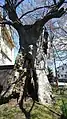 蒲原神社の言魂の欅。（2019年4月撮影）