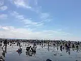 金田海岸の潮干狩り