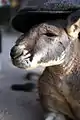 カンガルー