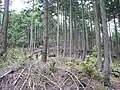 階段状の曲輪