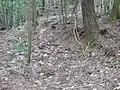 畝状空堀跡