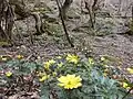福寿草の自生地