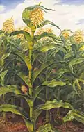 "Kansas Cornfield" (1933)