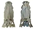 頭骨の背面（左）・腹面（右）。長さは507 mm