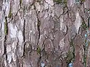樹皮は薄く剥がれる