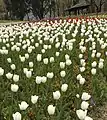 まんのう公園　花竜の道　チューリップ