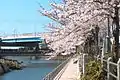 香椎川と桜並木