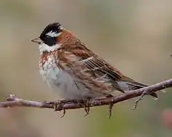 カシラダカ