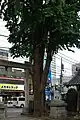 銀杏の巨木