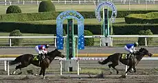 第19回かしわ記念(2007年5月2日)ブルーコンコルド優勝