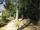 古隅田川の旧堤防の天端。（古隅田川公園内）