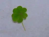 四つ葉