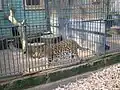 ヒョウ