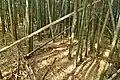 後円部墳頂