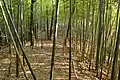 後円部から前方部を望む