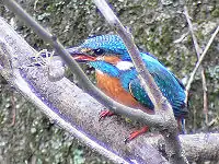 ザリガニを捕らえ、丸呑みする