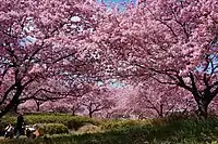早咲きで有名なカワヅザクラ(深谷市の榛の森公園)