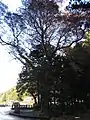 ケヤキ