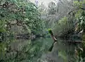 レタス湖公園近くのヒルズボロ川