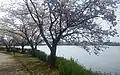 桜と遊歩道