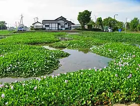 道の駅童謡のふる里おおとね横のホテイアオイ