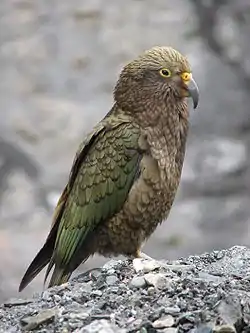 ニュージーランドの ミヤマオウム（ケア）