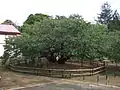 血脈桜 (2008年9月)