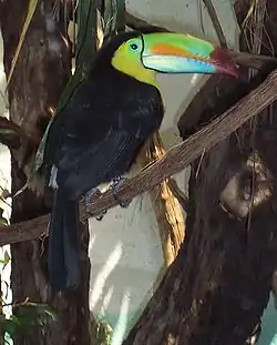 Keel-billed Toucan in the Zürich Zoo