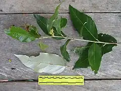 葉