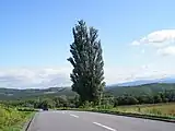 ケンとメリーの木（2011年9月）