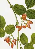 Kennedia prostrata