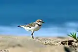 シロチドリ（三重県の県鳥）。