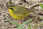 サウスパドレ島-テキサス