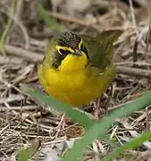 サウスパドレ島-テキサス