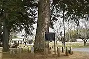 御神木のモミ(行方市指定天然記念物)