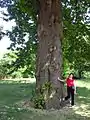 ロンドンのキューガーデンのヨーロッパグリの樹