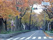 秋のケヤキ並木